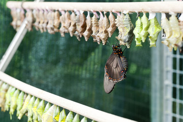 Emerging Butterfly