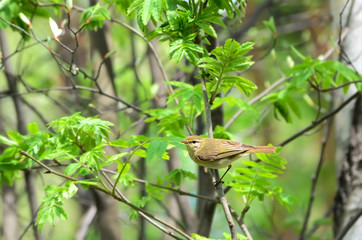 Red-eyed Vireo bird