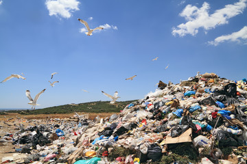 Garbage and seagulls - 52486639