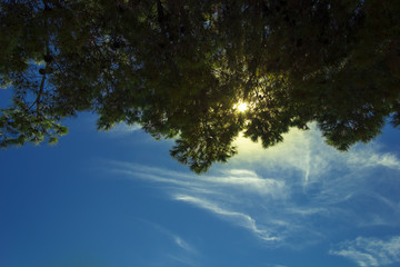 Sun streaming through the pine branches, Croatia