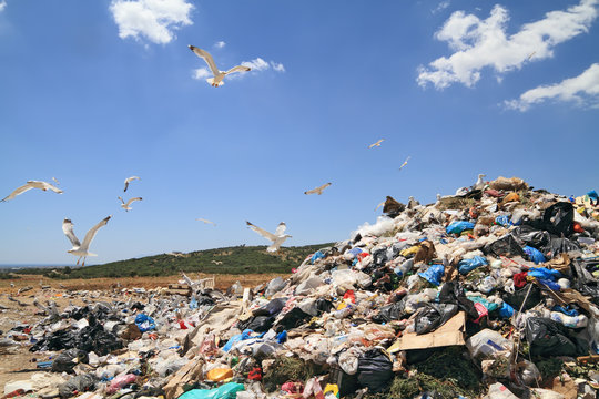 Garbage and seagulls