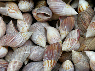 shells