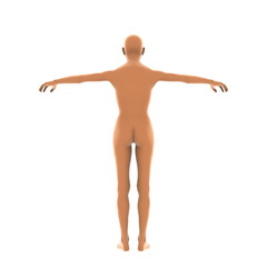 男性人体模型