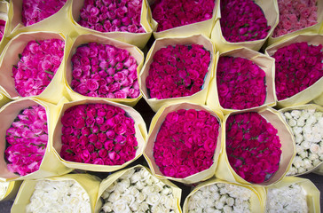 Roses for sale