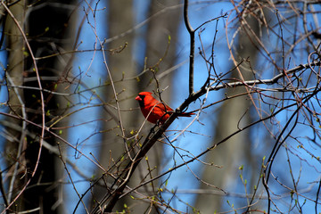 Bright Red Cardinal in a Tree in Spring