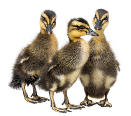 three ducklings isolated on a white background