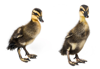 two ducklings ( indian runner duck) isolated on white background