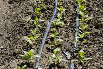 Vegetable garden