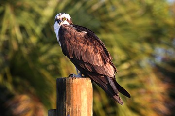 Osprey on a Pole