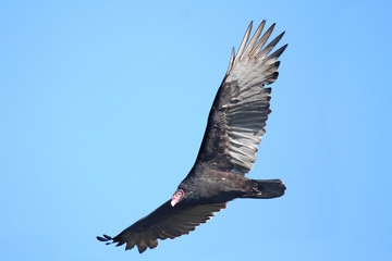 Turkey Vulture