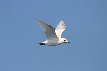 Obraz premium Iceland Gull (Larus glaucoides)