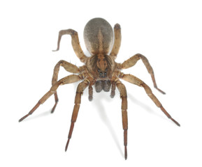 Wolf spider isolated on white background, macro photo - Powered by Adobe