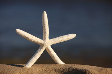 Starfish on beach at ocean background