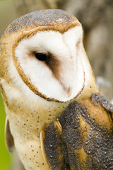 Barn owl