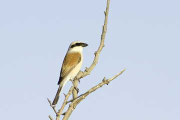 Red-backed Shrike (Lanius collurio) on branch