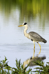 great grey herono on the shore / Ardea cinerea