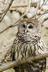Barred Owl