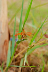 Dragonfly on grass.