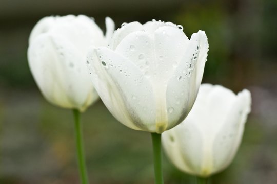 Close up photo of three white tulips after rain