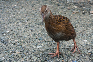 curious weka