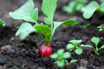 radish growing