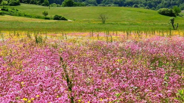 Colorful pasture in spring in mild wind.