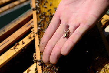 Bee queen on a man's palm