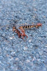 Obraz na płótnie Canvas Centipede died on the road.