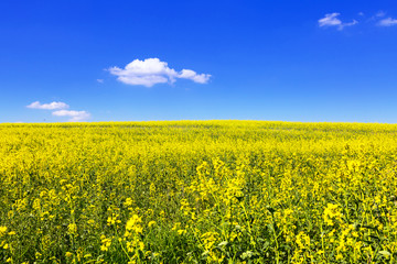 Fototapeta premium Blooming yellow field under blue sky in Poland