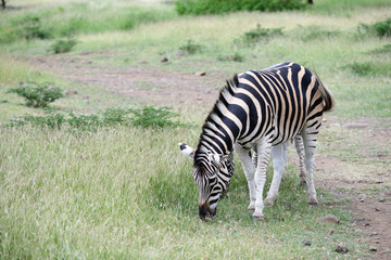 Zebras