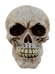 human skull