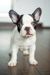French bulldog puppy © Patryk Kosmider