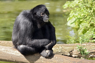 Obraz premium Black-headed spider monkey sitting on a tree trunk