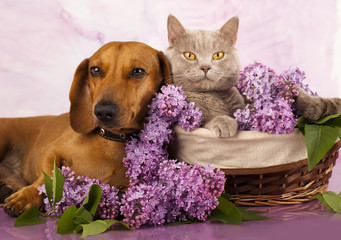 British kitten and  dachshund, cat and dog