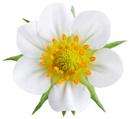 Beautiful flower isolated on white background