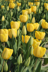 yellow tulips in a field