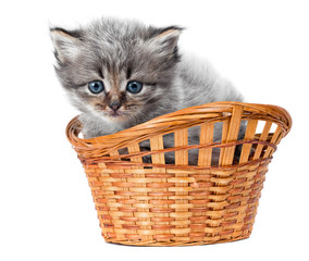 Fototapeta na wymiar Small kitten in a wattled basket. It is isolated on a white back