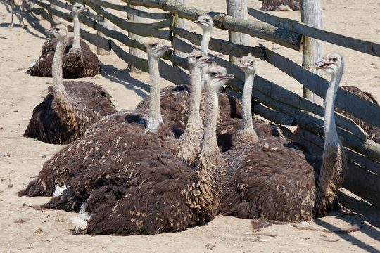 group of young ostriches in farm