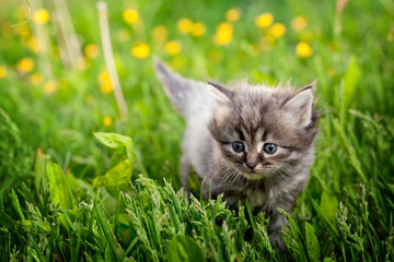 Naklejka na ściany i meble Small cat on a grass