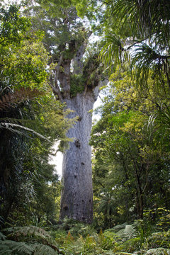 Neuseeland, Kauribaum Tane Mahuta