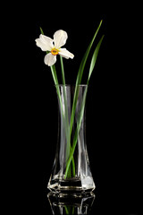 narcissus flower in a vase