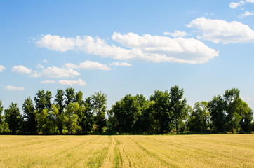 Fototapeta na wymiar Matured wheat field and the beautiful cloud