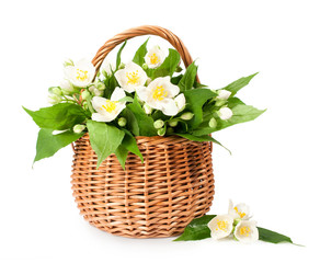blooming jasmine in a wicker basket