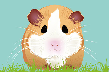 Guinea-pig Of Vector Illustration
