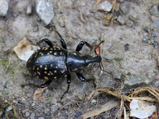   Deutscher Trägrüssler (Liparus germanus) 