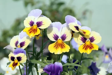 Acrylic prints Pansies Yellow and white pansies