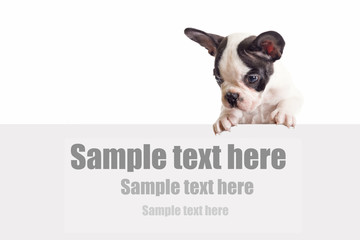 French bulldog puppy with white board and sample text