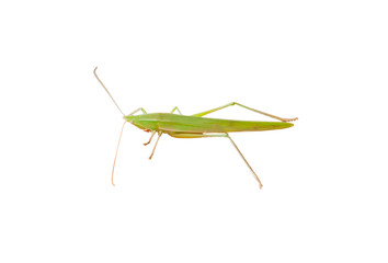Grasshopper