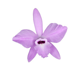 Flower of Laelia rubescens isolated on white