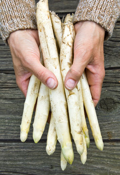 Spargel